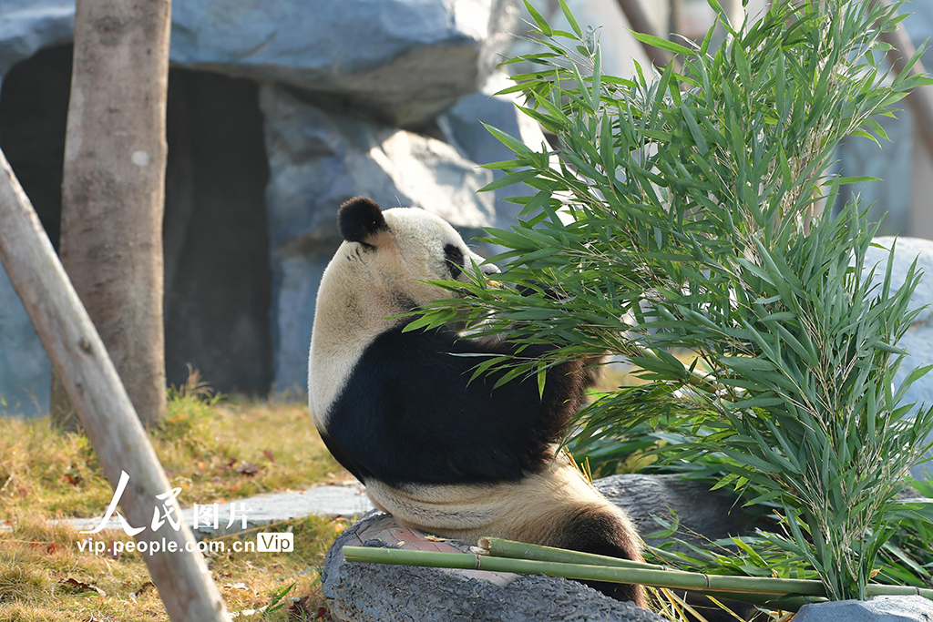 四川绵阳：中华大熊猫苑面向公众试运营【6】