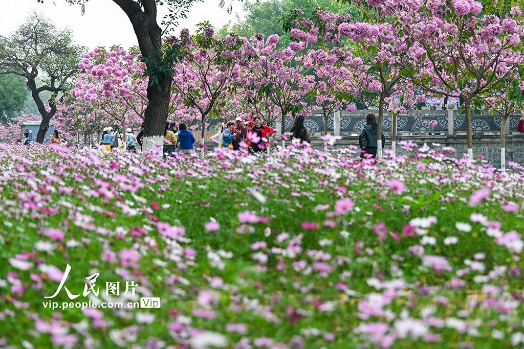 广西南宁：冬日花开满校园【5】