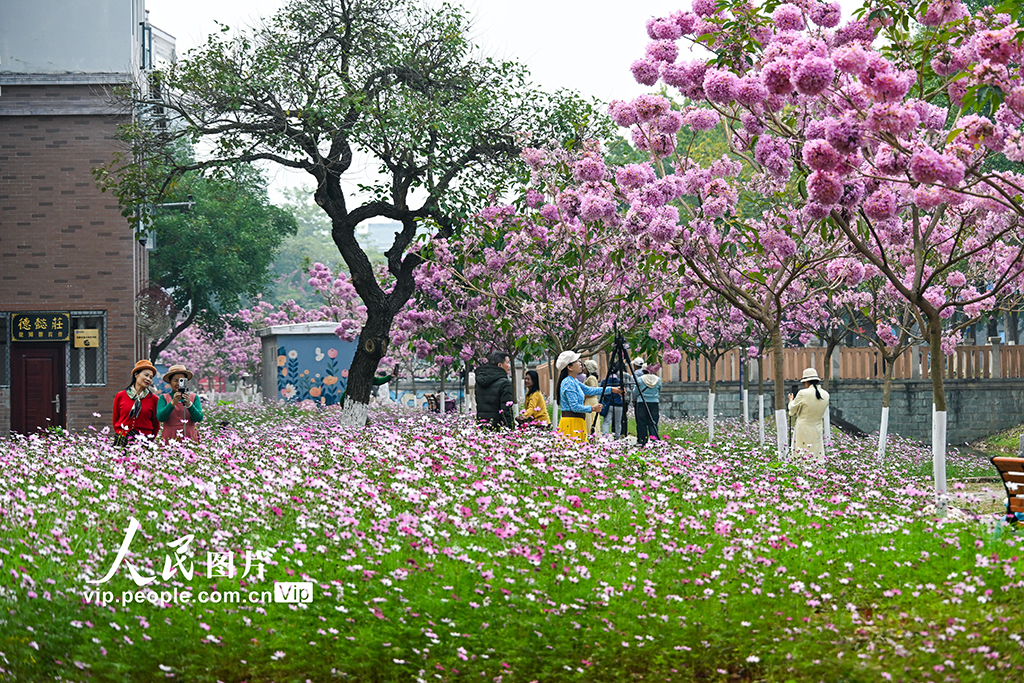 广西南宁：冬日花开满校园【3】