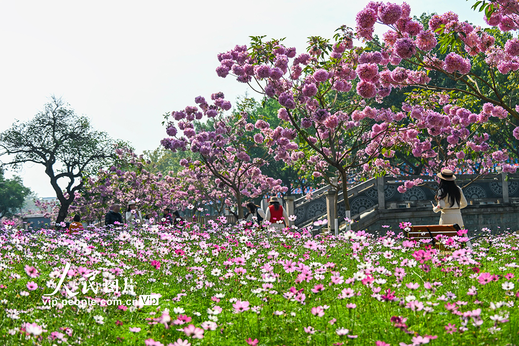 广西南宁：冬日花开满校园【2】