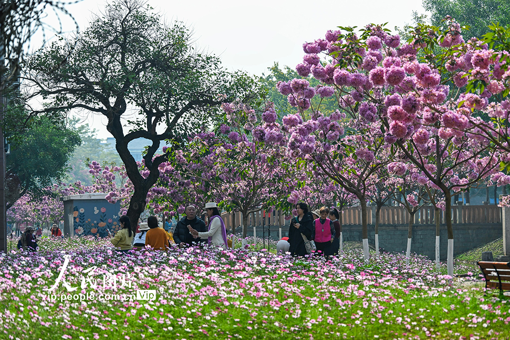 广西南宁：冬日花开满校园【6】