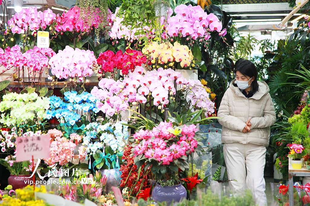 江苏南京:购花卉 迎新年【3】