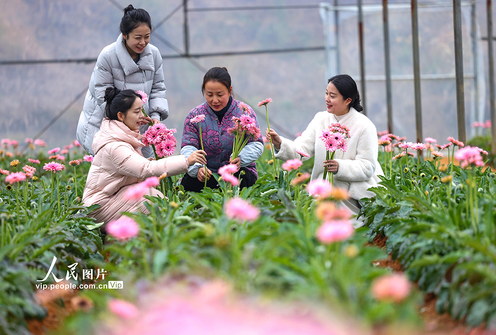 贵州玉屏：采摘非洲菊迎新年【5】