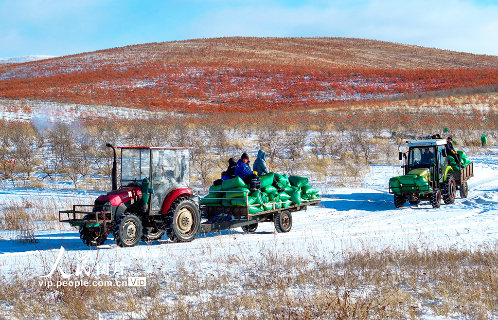 内蒙古兴安盟：沙棘迎来丰收季【7】