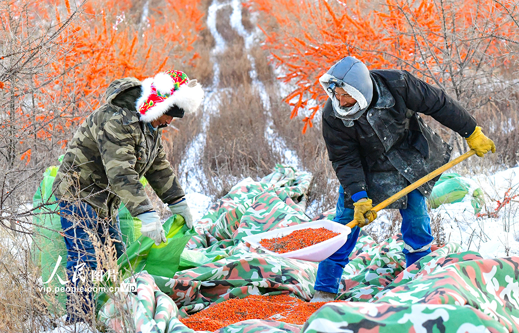 内蒙古兴安盟：沙棘迎来丰收季【4】