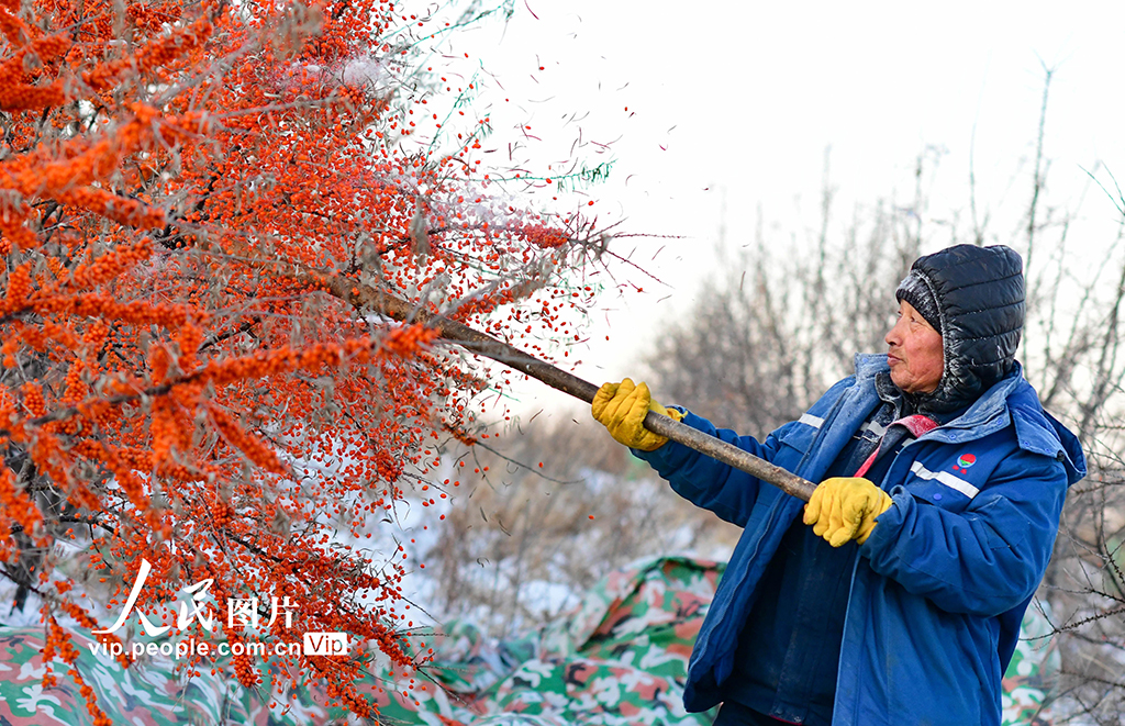 内蒙古兴安盟：沙棘迎来丰收季【3】