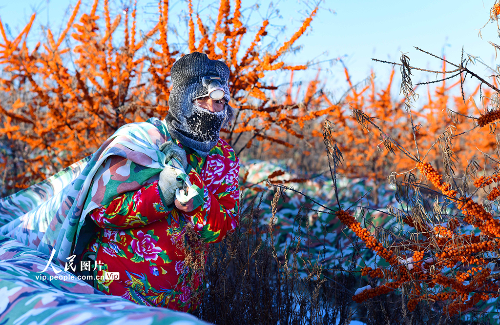 内蒙古兴安盟：沙棘迎来丰收季【2】