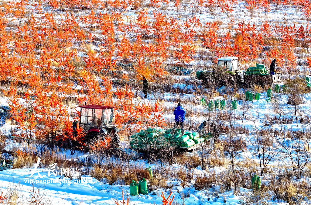 内蒙古兴安盟：沙棘迎来丰收季【6】