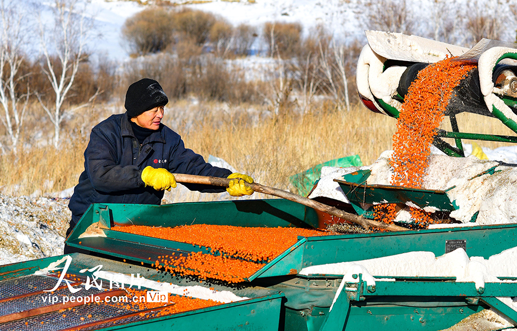 内蒙古兴安盟：沙棘迎来丰收季【5】