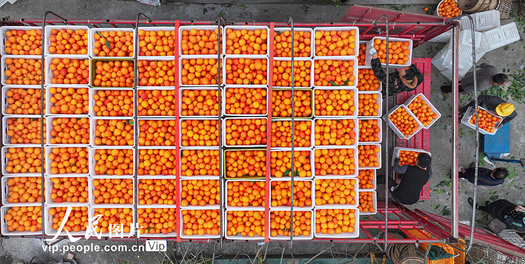四川仁寿：血橙丰收【6】