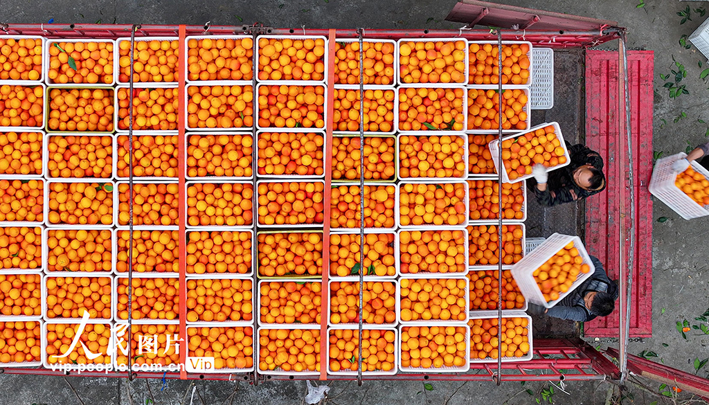 四川仁寿：血橙丰收【7】