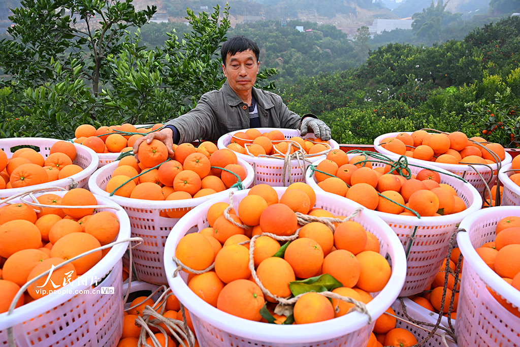 四川仁寿：血橙丰收【5】