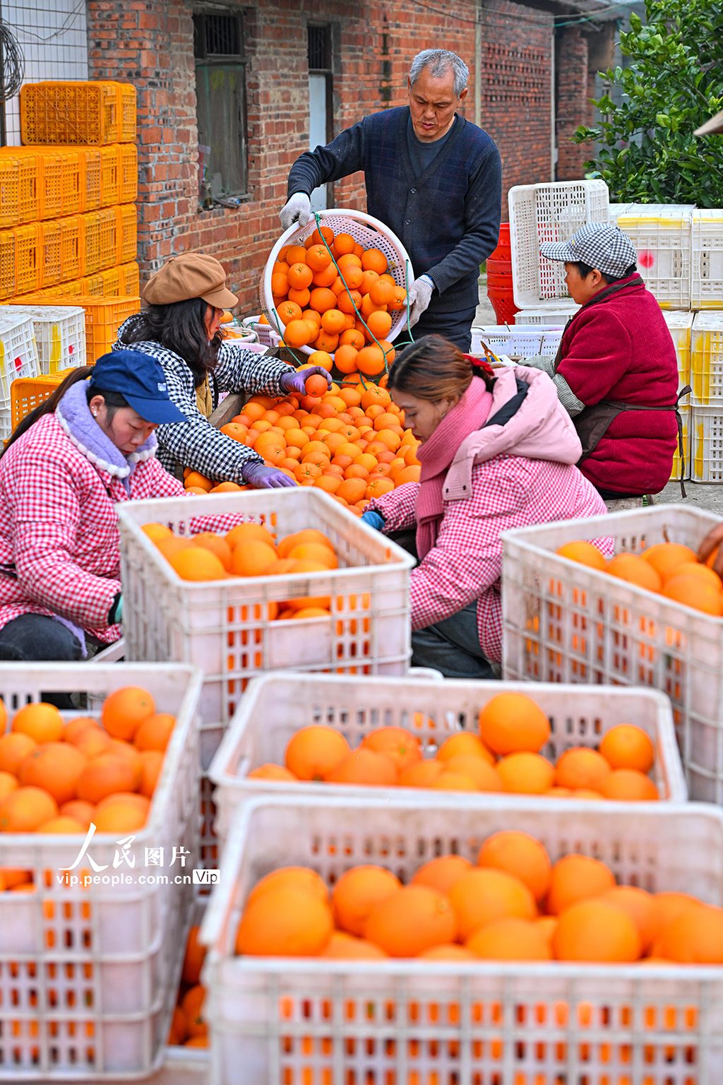 四川仁寿：血橙丰收【4】