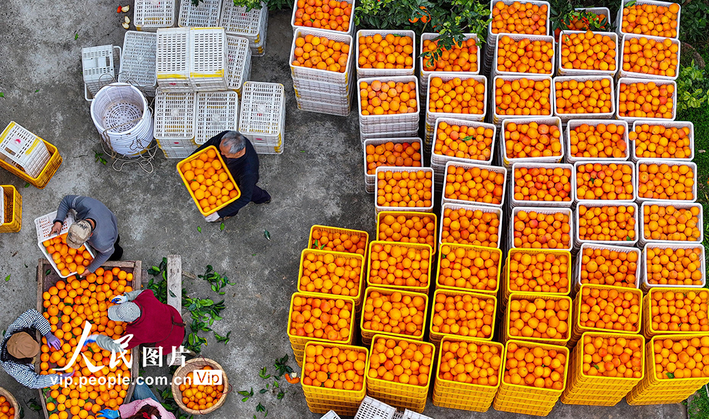 四川仁寿:血橙丰收【2】