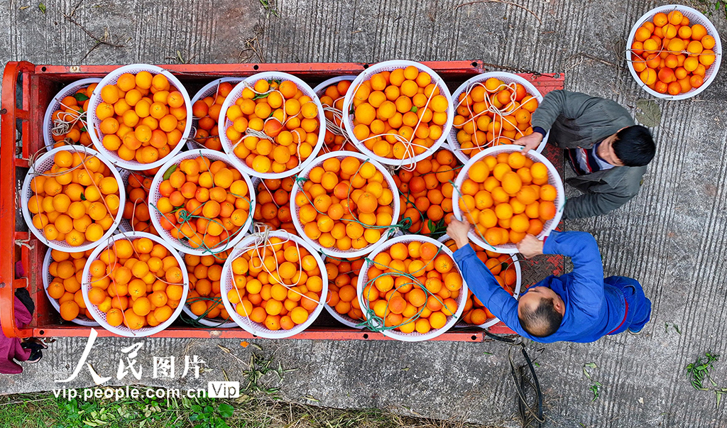 四川仁寿：血橙丰收【3】