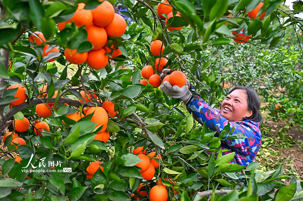四川仁寿：血橙丰收【8】
