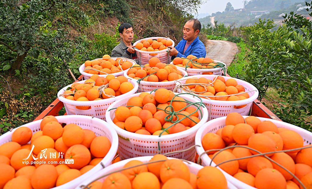 四川仁寿：血橙丰收【9】