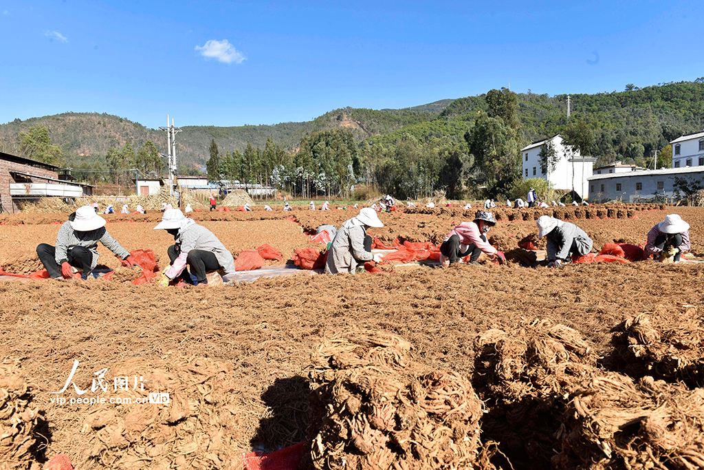 云南巍山:中药材产业助农增收【2】
