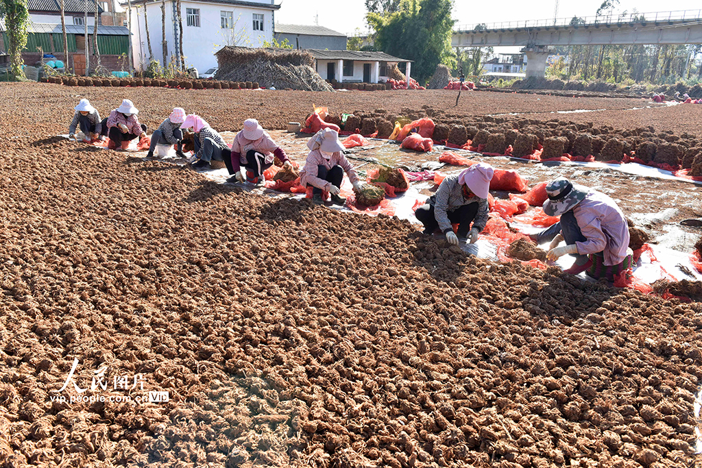 云南巍山：中药材产业助农增收【3】