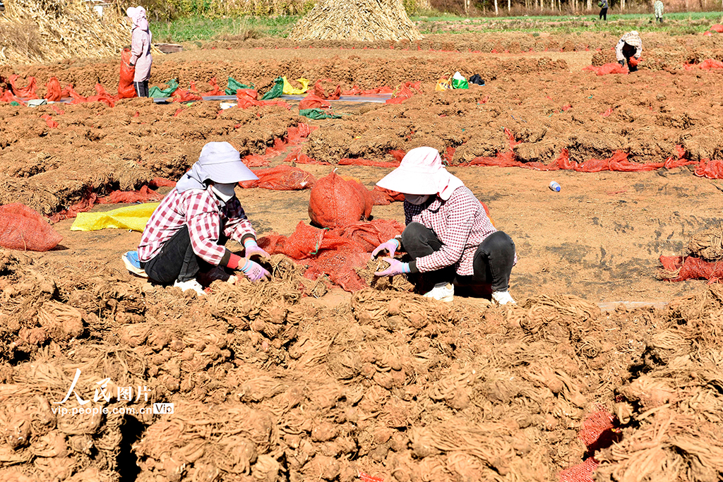 云南巍山：中药材产业助农增收【4】