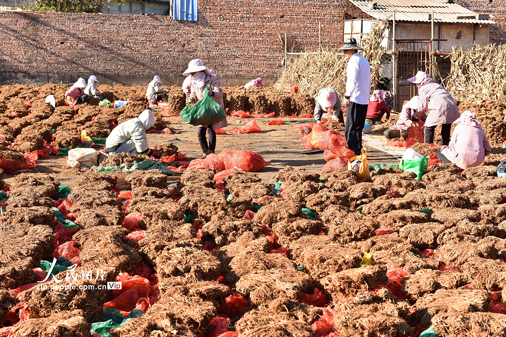 云南巍山：中药材产业助农增收【5】