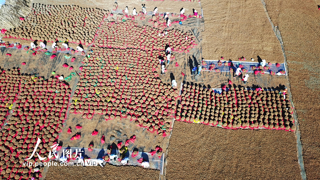 云南巍山：中药材产业助农增收【6】