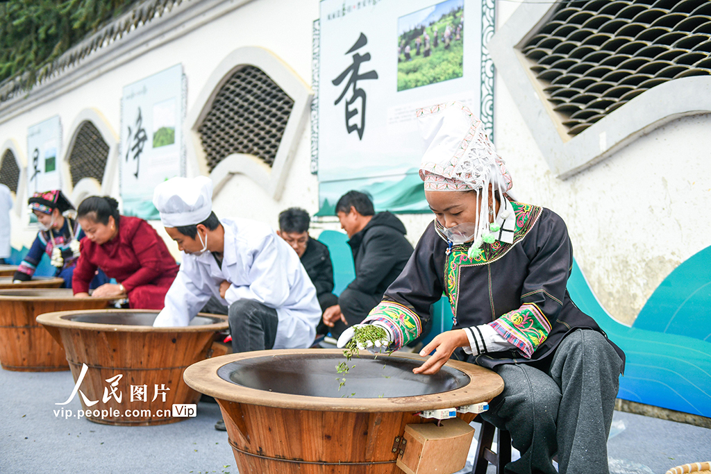 贵州普安:“贵州绿茶”第一采活动举行【3】
