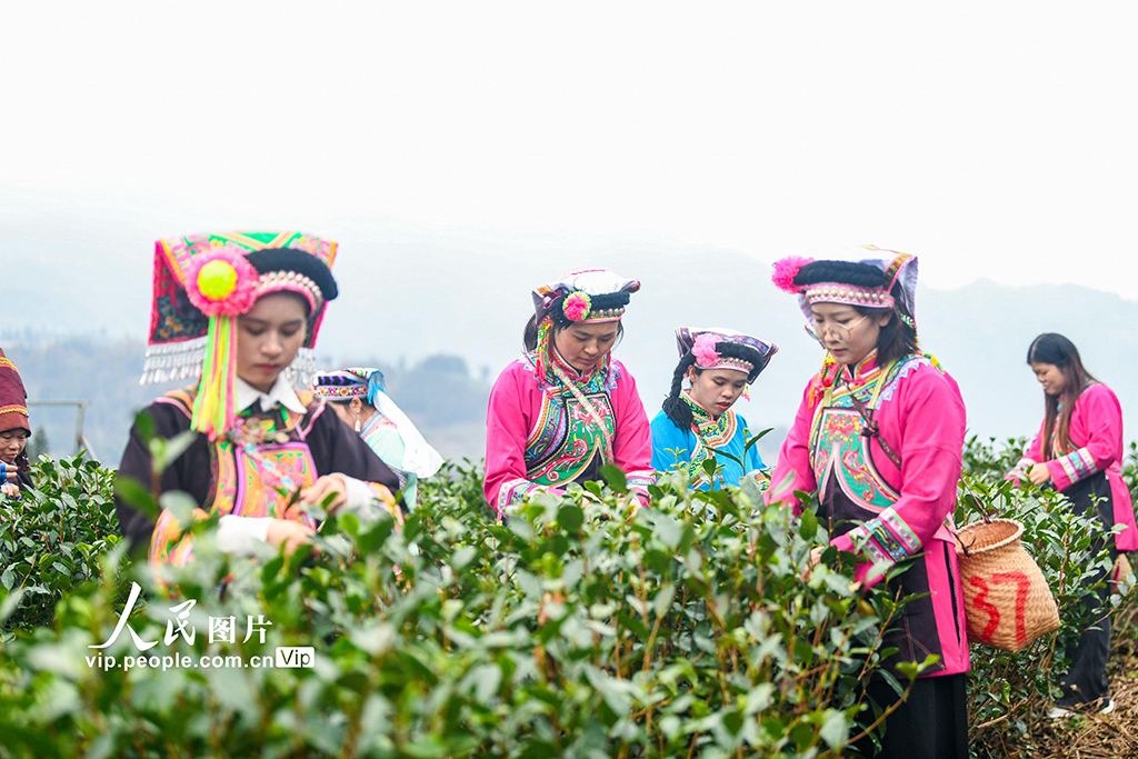 贵州普安:“贵州绿茶”第一采活动举行【4】