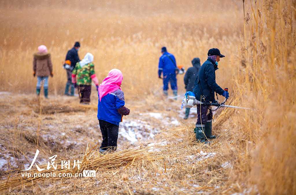 甘肃张掖:万亩芦苇收割忙【2】