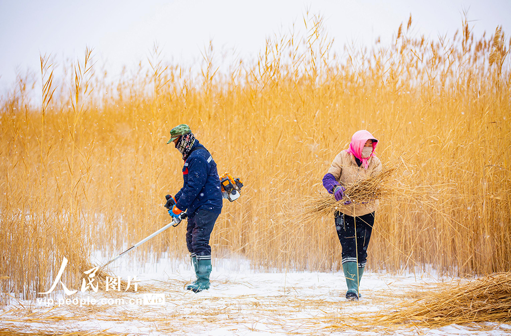 甘肃张掖:万亩芦苇收割忙【3】