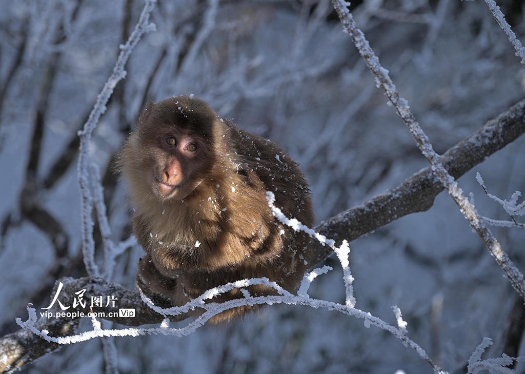 安徽：黄山短尾猴萌趣迎游客【5】