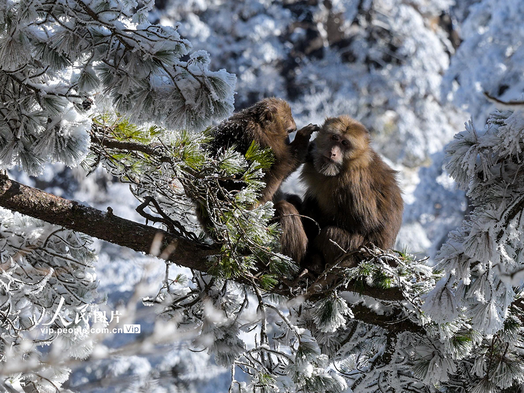 安徽：黄山短尾猴萌趣迎游客【2】