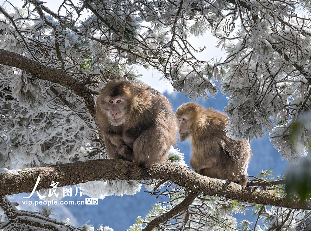 安徽：黄山短尾猴萌趣迎游客【6】