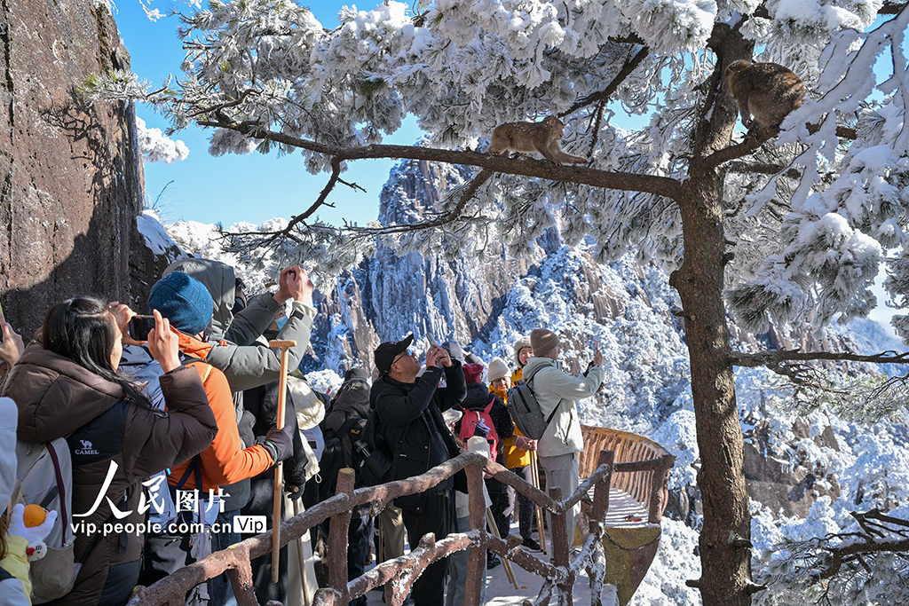 安徽：黄山短尾猴萌趣迎游客【3】