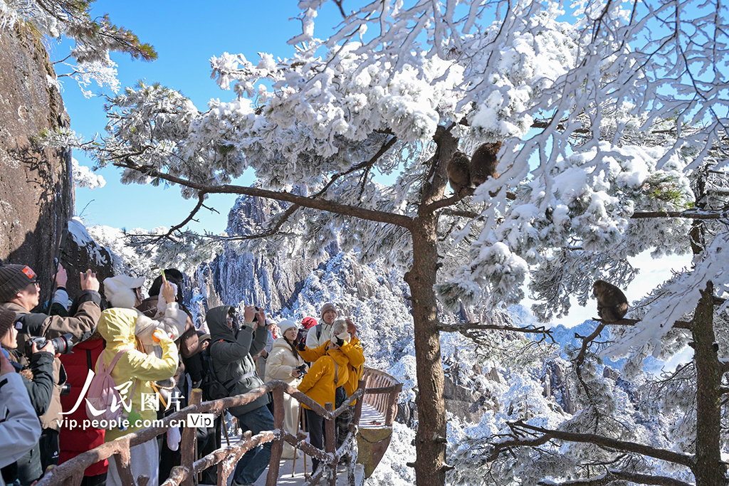 安徽：黄山短尾猴萌趣迎游客【4】