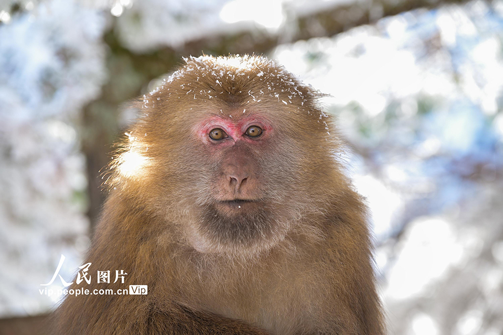 安徽：黄山短尾猴萌趣迎游客【7】