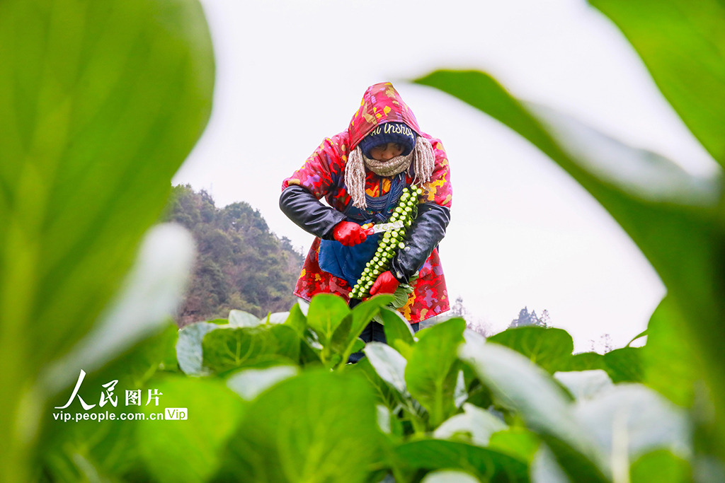 湖南新田:采收蔬菜保供应【2】