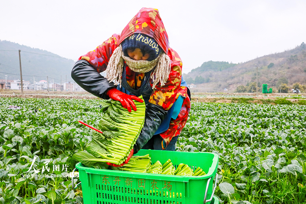 湖南新田:采收蔬菜保供应【3】