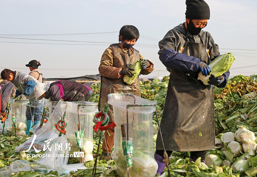 河北玉田：冬储白菜外销忙【3】