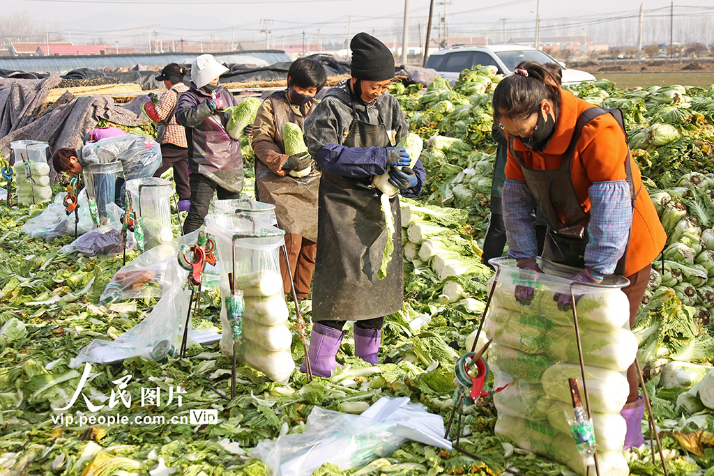 河北玉田：冬储白菜外销忙【2】