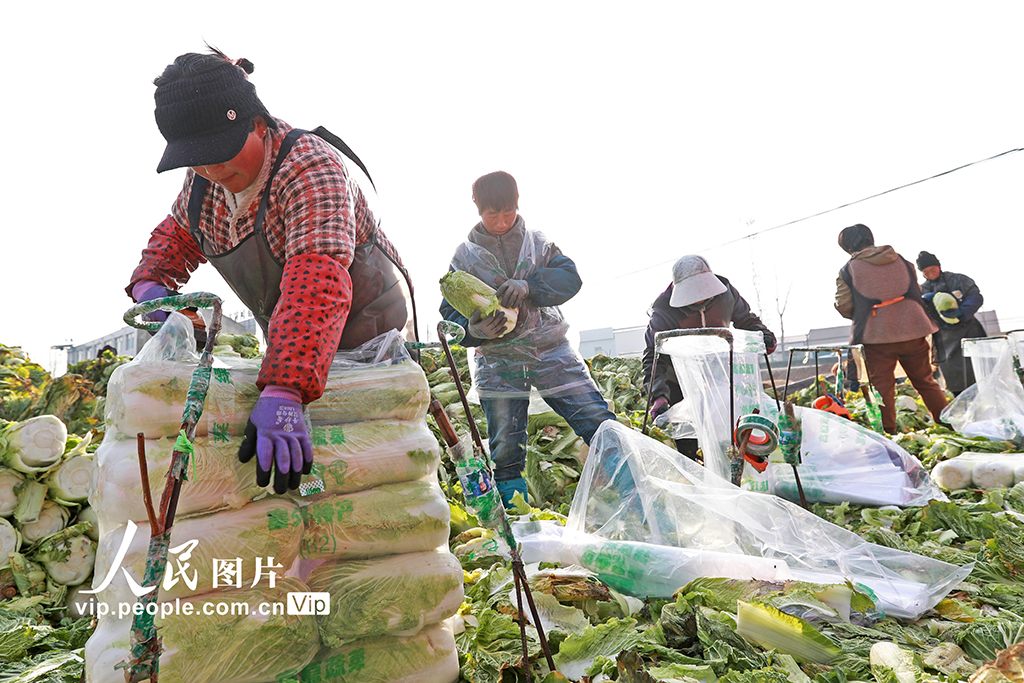 河北玉田：冬储白菜外销忙【4】