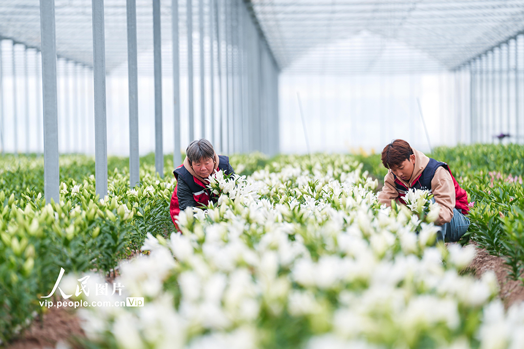 浙江金华：“美丽经济”赋能乡村振兴【2】