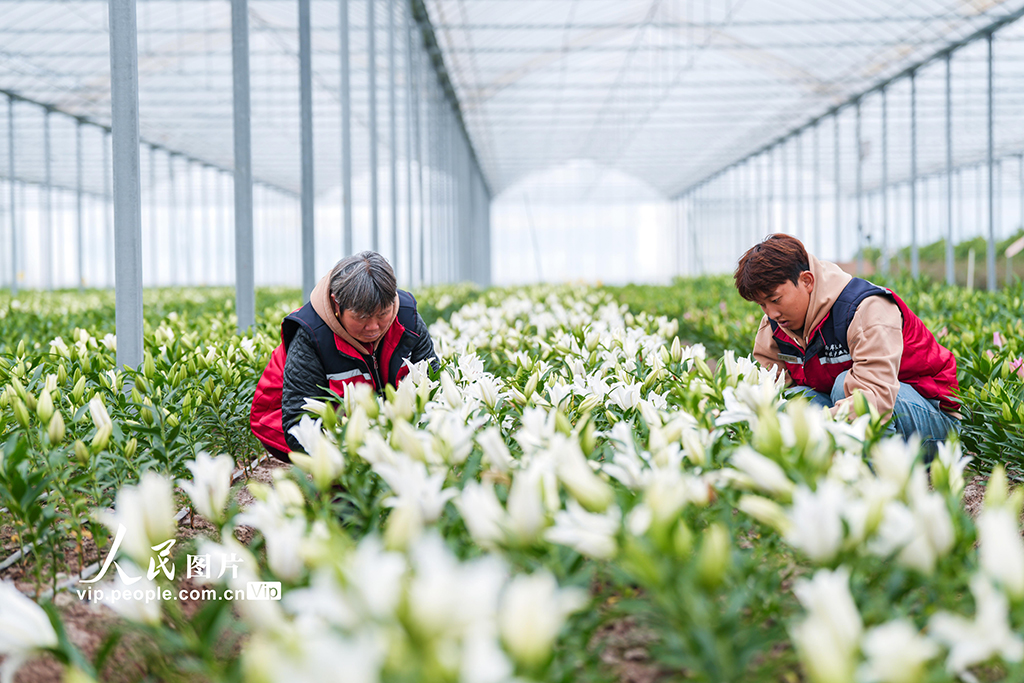 浙江金华：“美丽经济”赋能乡村振兴【3】