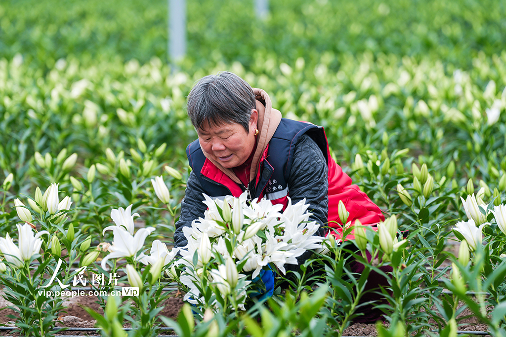 浙江金华：“美丽经济”赋能乡村振兴【4】