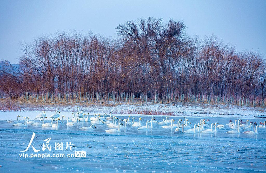 甘肃张掖：天鹅舞翩跹【2】