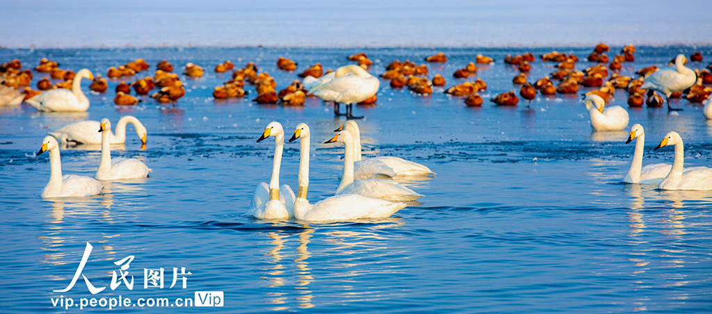 甘肃张掖:天鹅舞翩跹【3】