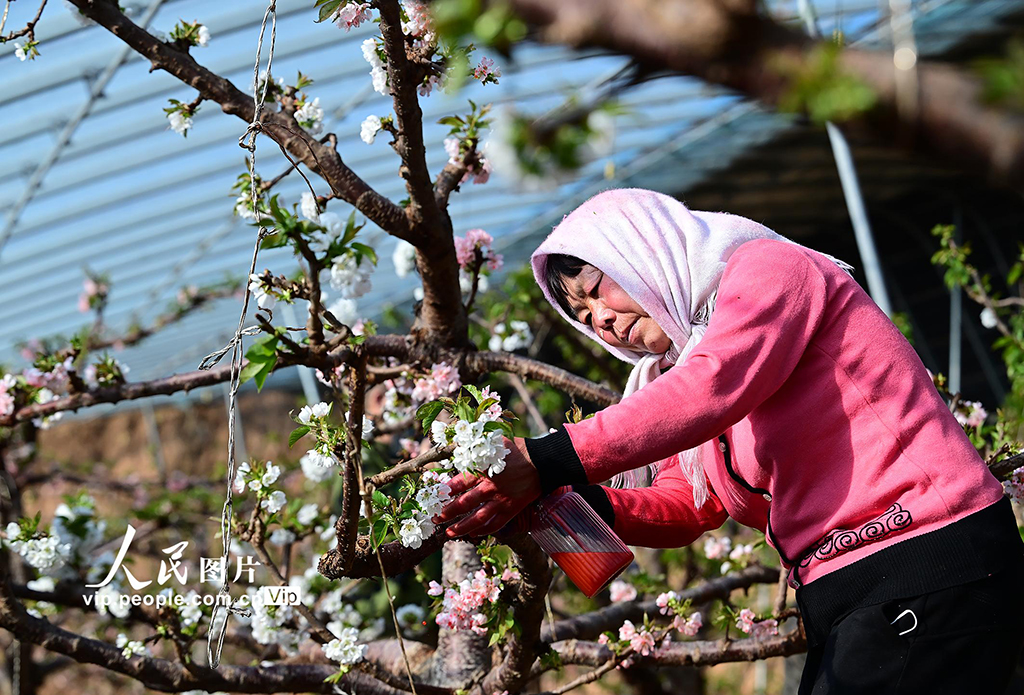 辽宁朝阳：温室樱桃人工授粉【3】