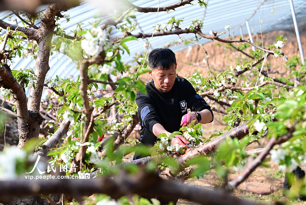 辽宁朝阳：温室樱桃人工授粉【6】