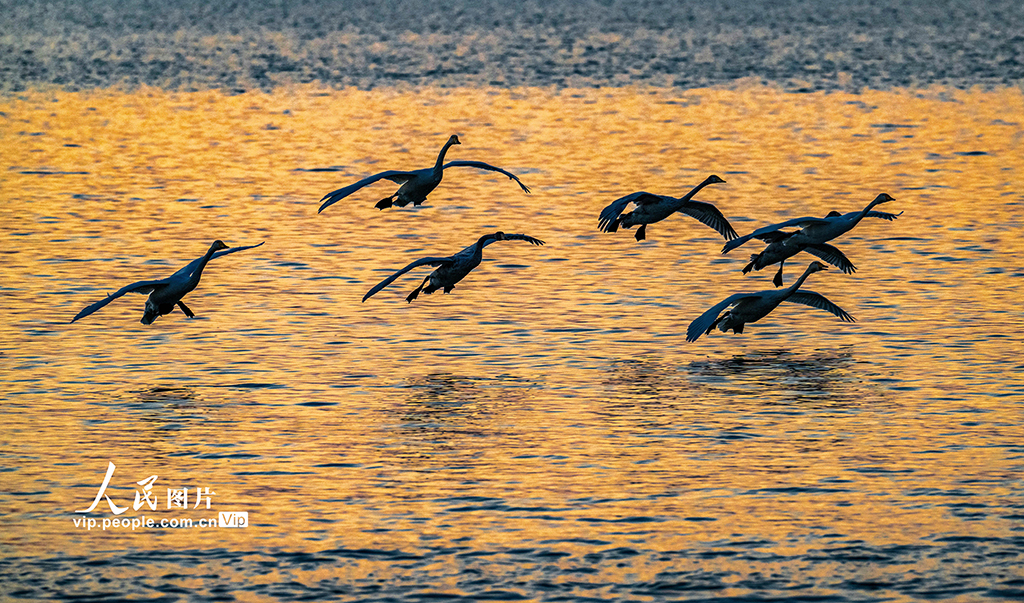 山西芮城：晨光中的天鹅【3】