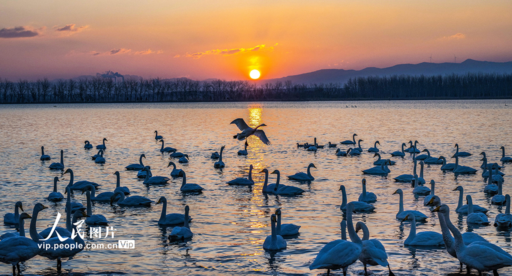 山西芮城：晨光中的天鹅【4】